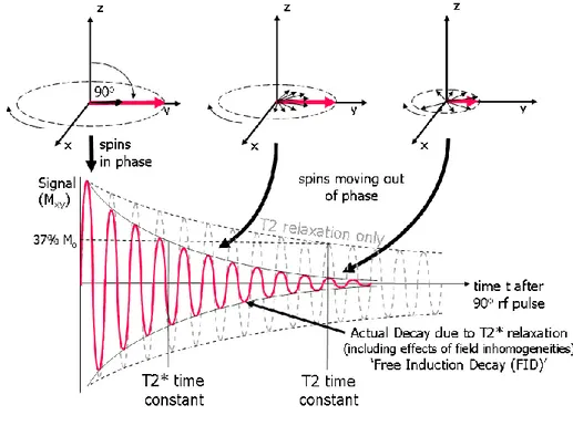 Figure 5: T2 and T2* relaxation following 90° saturation rf pulse, illustrated with T2 and T2* exponential decay curves 4 