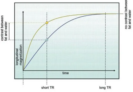 Figure 6: T1 difference between fat and water and illustration of how TR can be manipulated to maximize contrast 