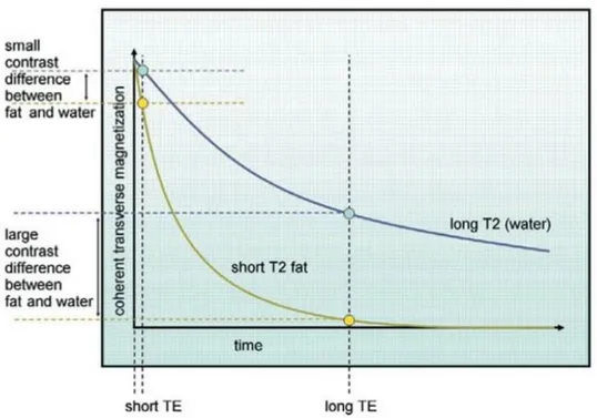 Figure 7: T2 differences between fat and water and illustration of how TE can be manipulated to maximize contrast 