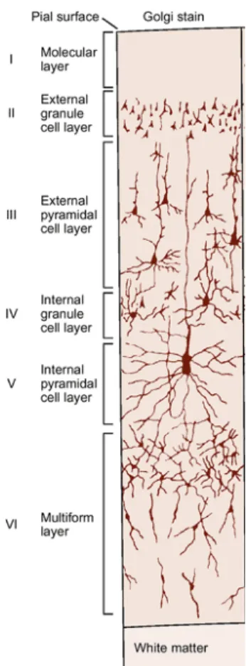 Figure 1.5 Organisation laminaire du néocortex.  Représentation des 6 couches du néocortex