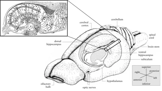 Figure 1.8 Anatomie de l’hippocampe. 