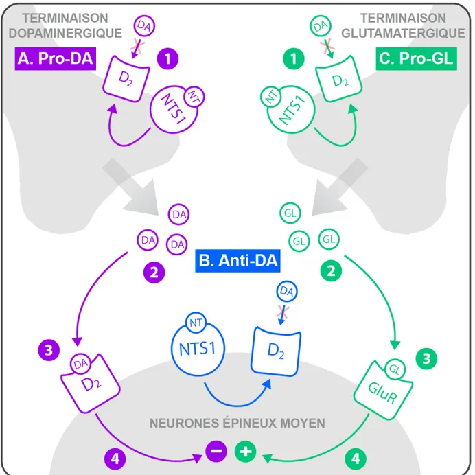 Figure 4. Effet de la neurotensine (NT) dans le striatum. Les interactions entre la neurotensine et la 