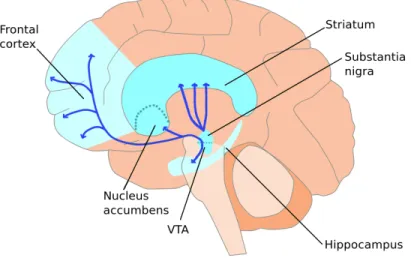 Figure	 1	 -	 Anatomie	 du	 système	 dopaminergique	 chez	 l’homme.	 Distribution	 des	 noyaux	 dopaminergiques	et	leurs	aires	de	projections	(Adapté	de	Gerra,	2007).		