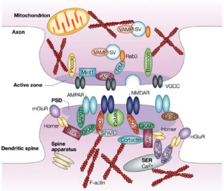 Figure	 4	 –	 Organisation	 moléculaire	 d’une	 synapse	 excitatrice	 -	 La	 partie	 présynaptique	 correspondant	à	la	terminaison	axonale	et	la	partie	postsynaptique	correspondant	à	l’épine	 dendritique	(Zheng	Li	et	al,	2003)	