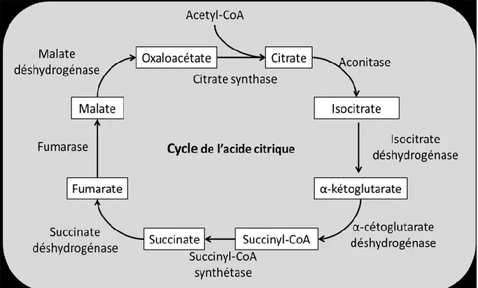 Figure 1.2. Cycle de l’acide citrique 