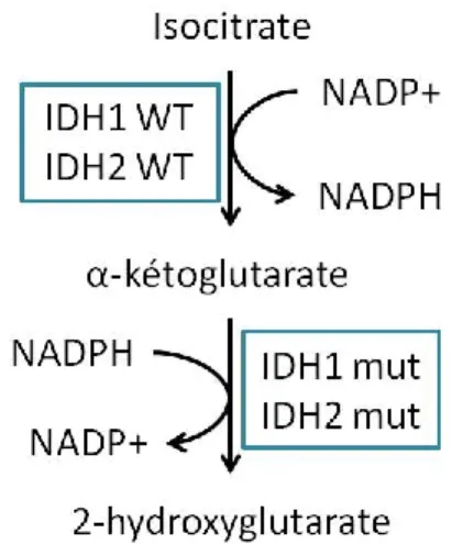 Figure 1.4. Mutations IDH1/2 