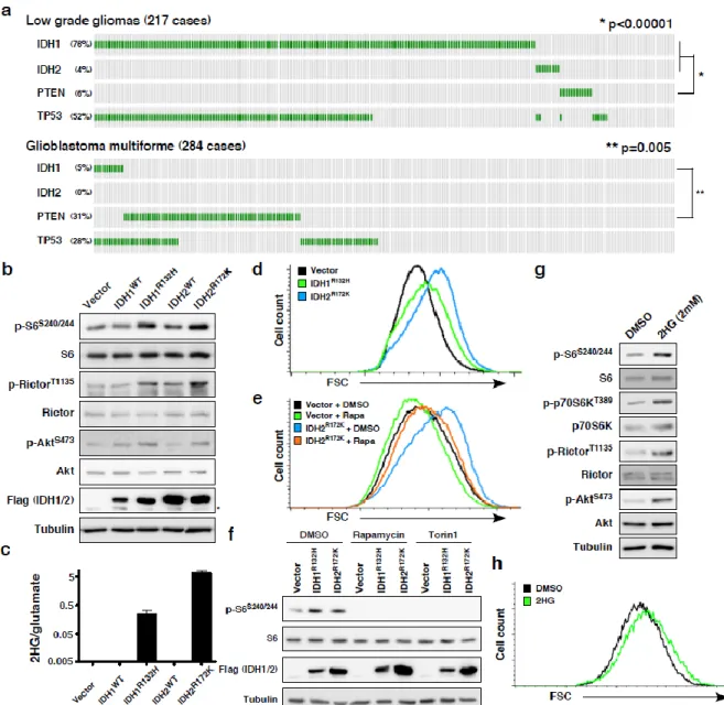 Figure  2.1.  Activation  of  mTOR  signaling  by  2HG-producing  IDH1/2  gain-of-function  mutations