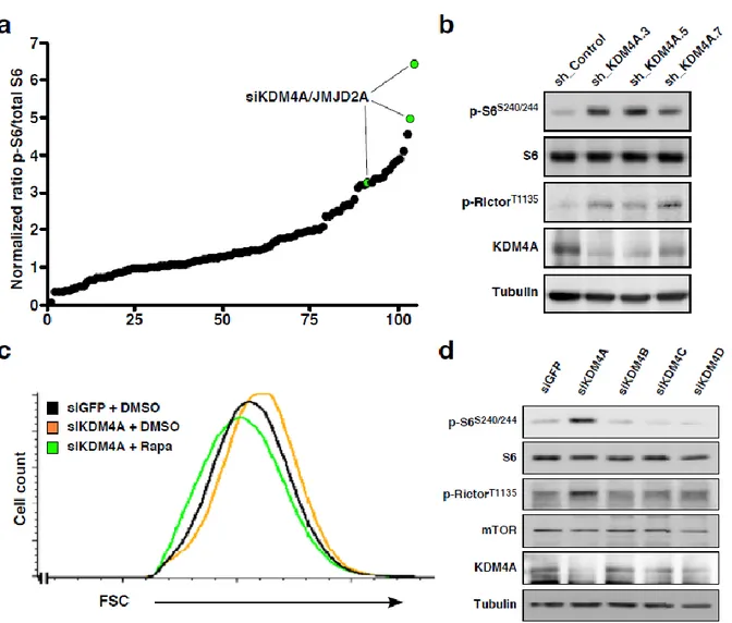 Figure  2.2.  Targeted-siRNA  screen  reveals  KDM4A  as  an  α-KG-dependent  enzyme  modulating mTOR activity