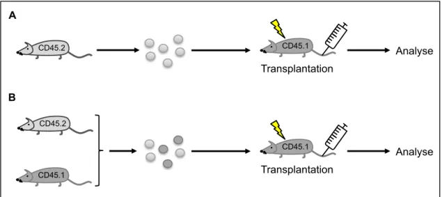 Figure 3 : Essais de reconstitution hématopoïétique in vivo  