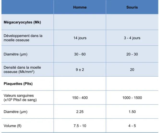 Tableau  1 :  Comparaison  des  paramètres  des  mégacaryocytes  et  des  plaquettes  entre  la  souris  et  l’humain 