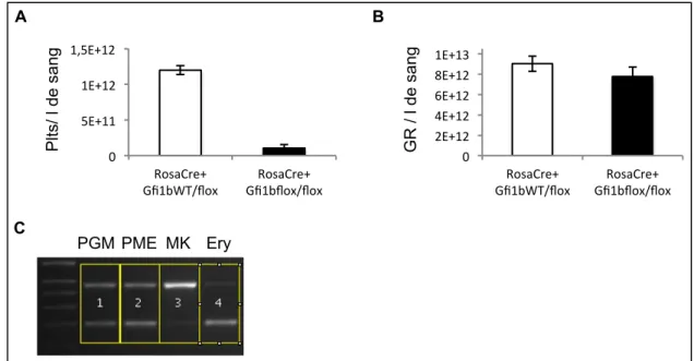 Figure 8 : Comparaison entre les lignées érythroïdes et mégacaryocytaires 