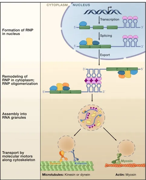 Fig 3.  Étapes générales du transport des ARNm.  La formation des RNPs dans le noyau est 