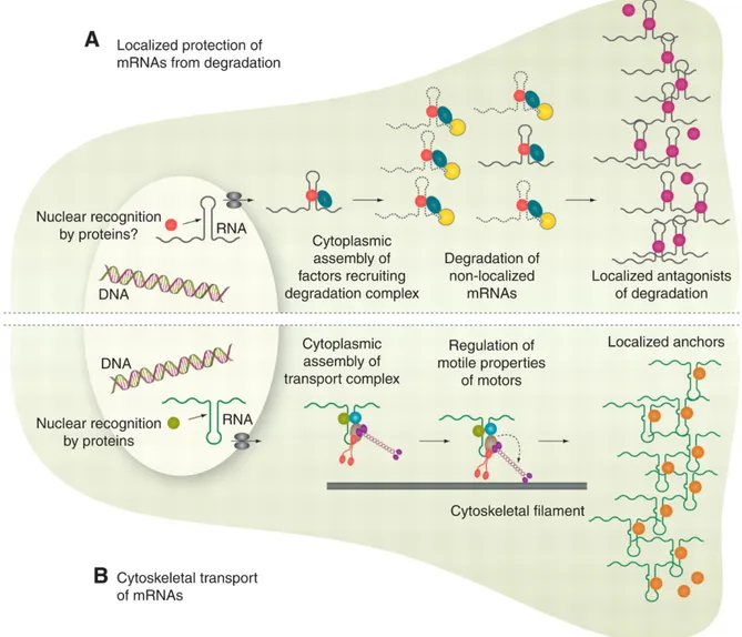Fig  4.    Mécanismes  caractérisés  de  localisation  des  ARNm.    A.  Protection  localisée  des 