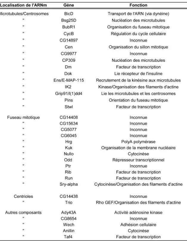Tableau 1.  Liste des ARNm localisés au niveau de l’appareil mitotique. 