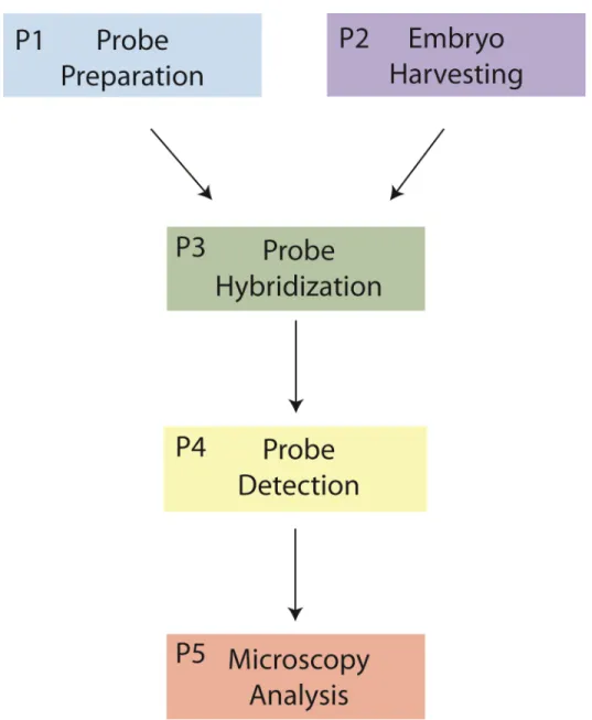 Fig.  7.    Schéma  général  de  la  méthode  de  FISH.    La  méthode  comprend  cinq  étapes :  La 