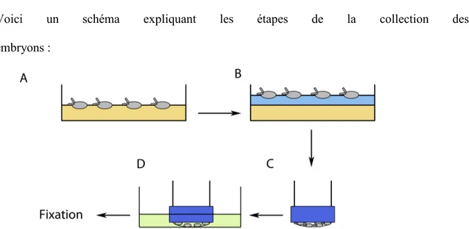 Fig. 9. Schéma de la procédure de collecte d’embryons.  A. Les mouches sont placées dans 