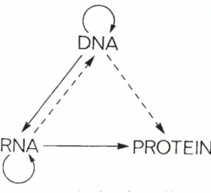 Fig 1. Représentation schématique du dogme central de la biologie moléculaire. 