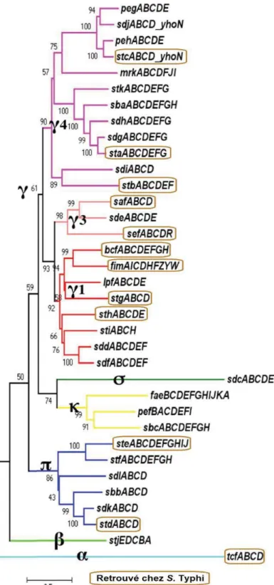 Figure 9 : Arbre phylogénique des 35 types de FCP retrouvés chez les salmonelles.  