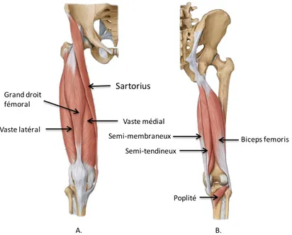 Figure 5 Anatomie des muscles autour du genou 