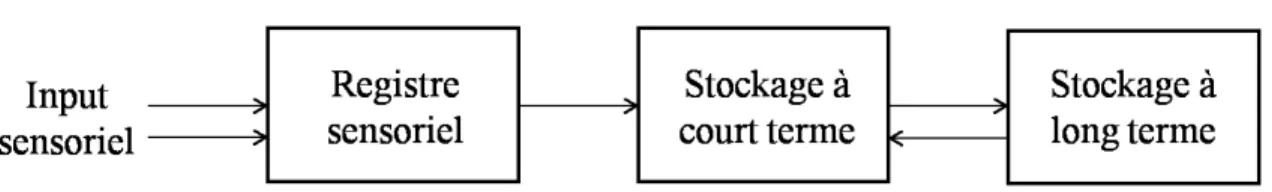 Figure  1 :  Schéma  illustrant  le  modèle  de  la  mémoire  d’Atkinson  &amp;  Shiffrin