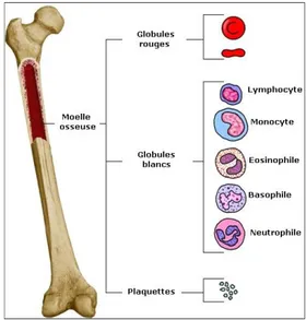 Figure 7: Anatomie de la moelle osseuse [43]  1.2.2 L'hématopoïèse 