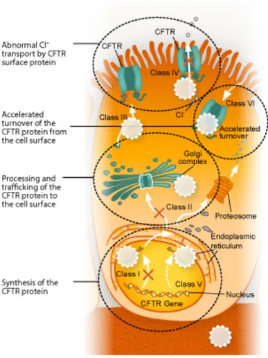 Figure 10 : Classes de mutations du CFTR [54]  1.4.3 Symptômes 