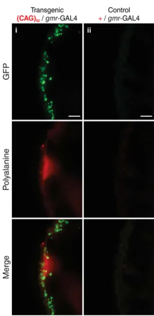 Figure 3.3:   Detection of polyalanine in a transgenic Drosophila model of SCA3, and  lymphoblastoid cells of an SCA3 and HD patient 