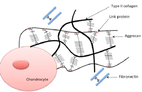 Figure  2:  The  molecular  composition  of  normal  articular  cartilage.  In  healthy  articular  cartilage,  chondrocytes are surrounded by the extracellular matrix (ECM)