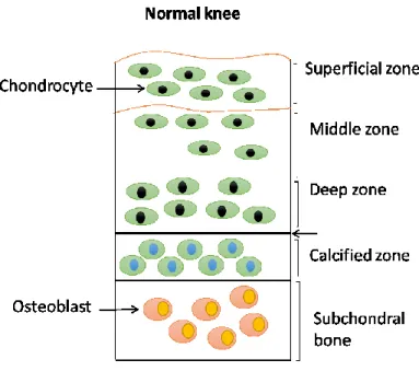 Figure 3: The anatomy of articular cartilage and subchondral bone in normal knee.  Normal articular  cartilage is divided into four zones: superficial zone, middle zone, deep zone, and calcified zone