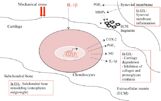 Figure  5:  Molecular  and  cellular  mechanisms  in  osteoarthritis .  Mechanisms  that  drive  cartilage  destruction,  synovial  membrane  inflammation  as  well  as  subchondral  bone  remodeling  in  osteoarthritis