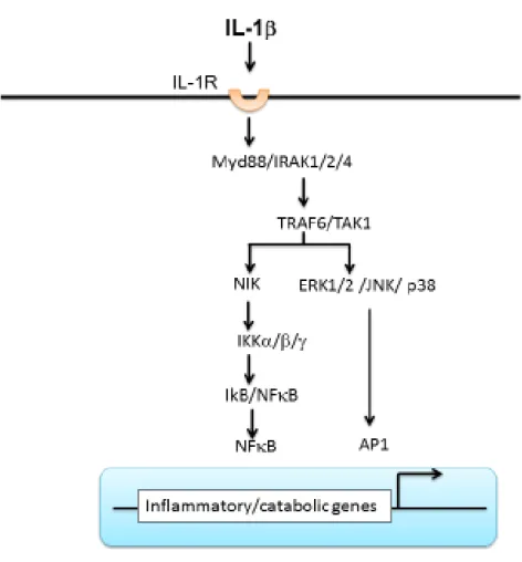 Figure  7:  Signaling  pathway  of  interleukin-1in  osteoarthritis.  Binding  of  IL-1  to  IL-1R  activates  either NF-B (IKK complex) or AP1 (ERK/JNK/p38 pathways) transcription factors