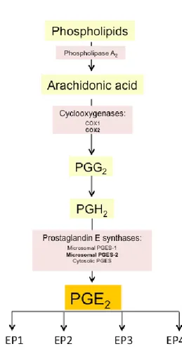 Figure 9: Pathway of PGE 2  biosynthesis. 