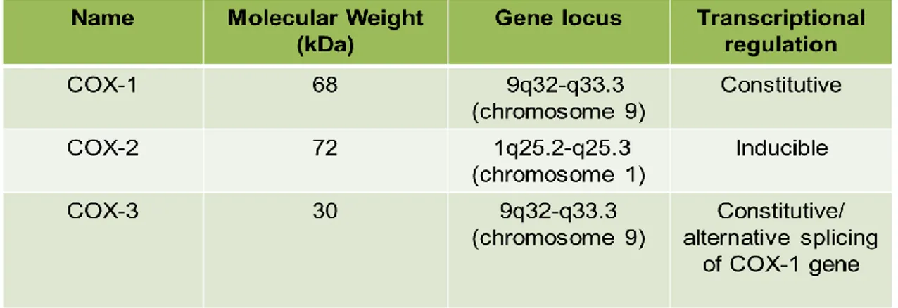Table II: Characteristics of the cyclooxygenase synthases. 