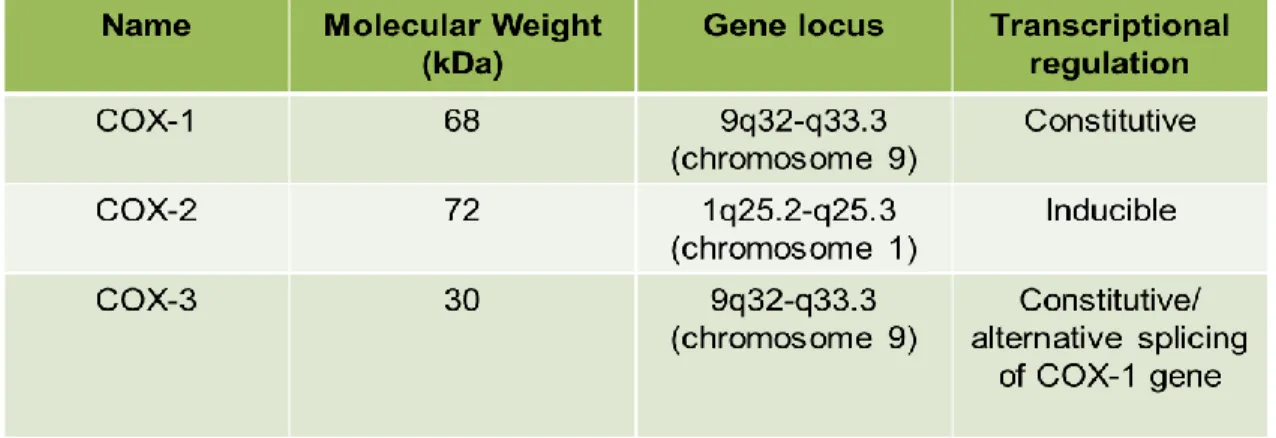 Table II: Characteristics of the cyclooxygenase synthases. 