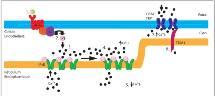 Figure  Une augm activant  l libération récepteur un chang membran Ca 2+ : Ca IP 3 Rs : R coll