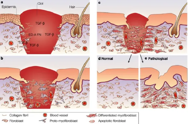 Figure 1. Le myofibroblaste est une cellule utile.  