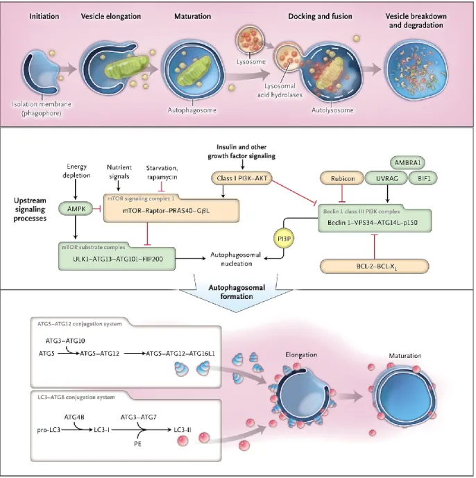 figure 3. La macroautophagie 