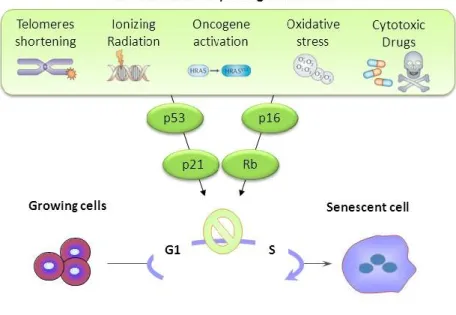 Figure 5. Stimuli menant à la sénescence et voies de signalisation impliquées. 
