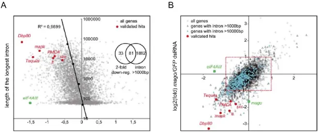 Figure 2.6 The impact of the EJC on transcript levels correlates with intron length 