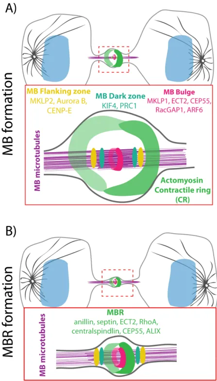 Figure  1.2:  Illustrations  of  midbody  (MB)  and  midbody  ring  (MBR)  structural  components