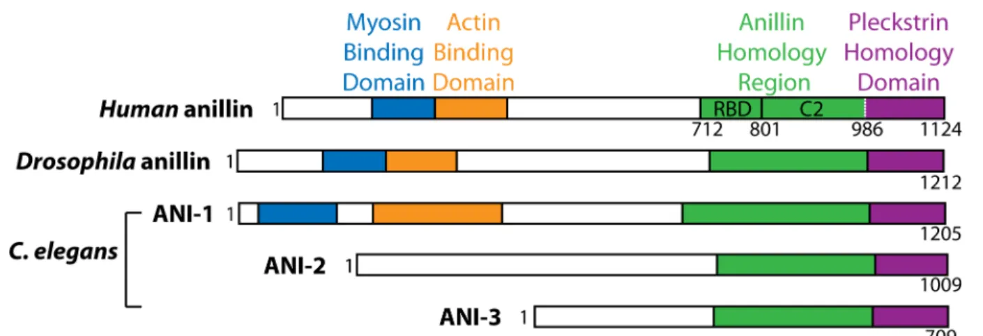 Figure 1.4: Anillin structure in different organisms. 