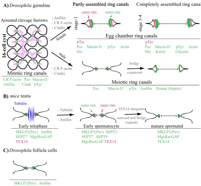 Figure 1.10: Comparison of syncytial tissues in different organisms.  