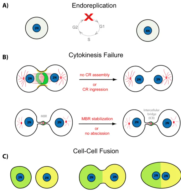 Figure 1.11: Schematic showing different mechanism of syncytium formation 