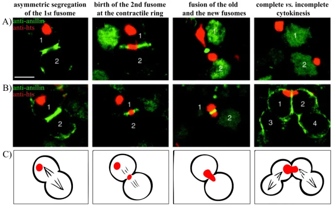 Figure 1.12: Dynamics of the fusome in the Drosophila ovary during mitosis.  