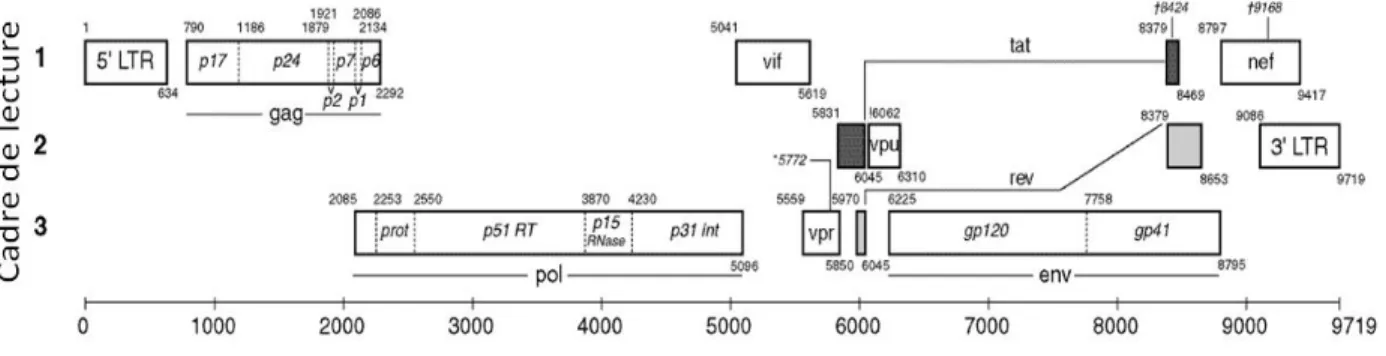 Figure 4. Organisation du génome du VIH-1.   Source (hiv.lanl.gov). 