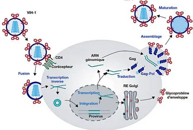 Figure 5. Cycle réplicatif du VIH-1.  Source (Baudy et al. 2008). 