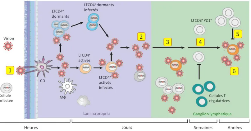 Figure 6.  La pathogenèse du VIH-1 : Étapes de l’infection suite à l’exposition au virus