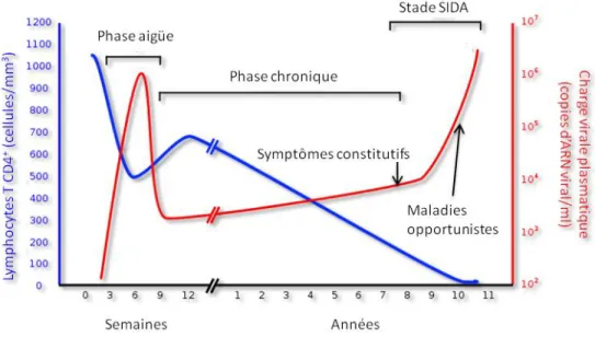 Figure 7. Évolution de la maladie.  Source (Fauci et al. 1996). 