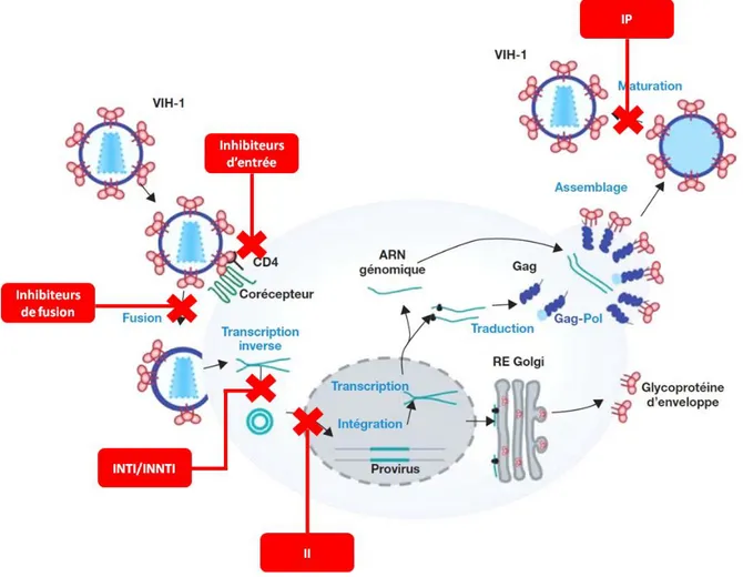 Figure 8. Mode d’action des différents agents ARV dans le cycle du VIH-1.   Adapté de (Baudy et al