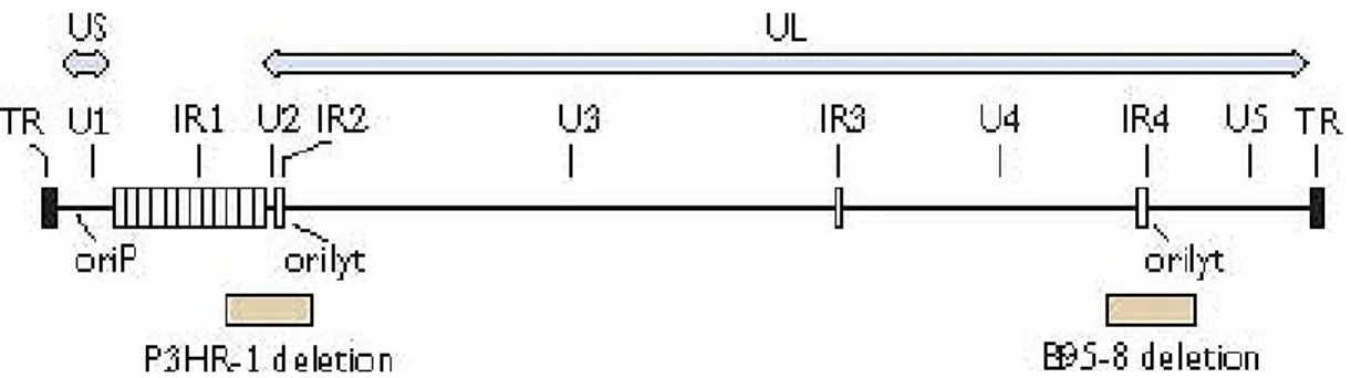 Figure 1.3 : Arrangement des gènes du VEB [13]. 